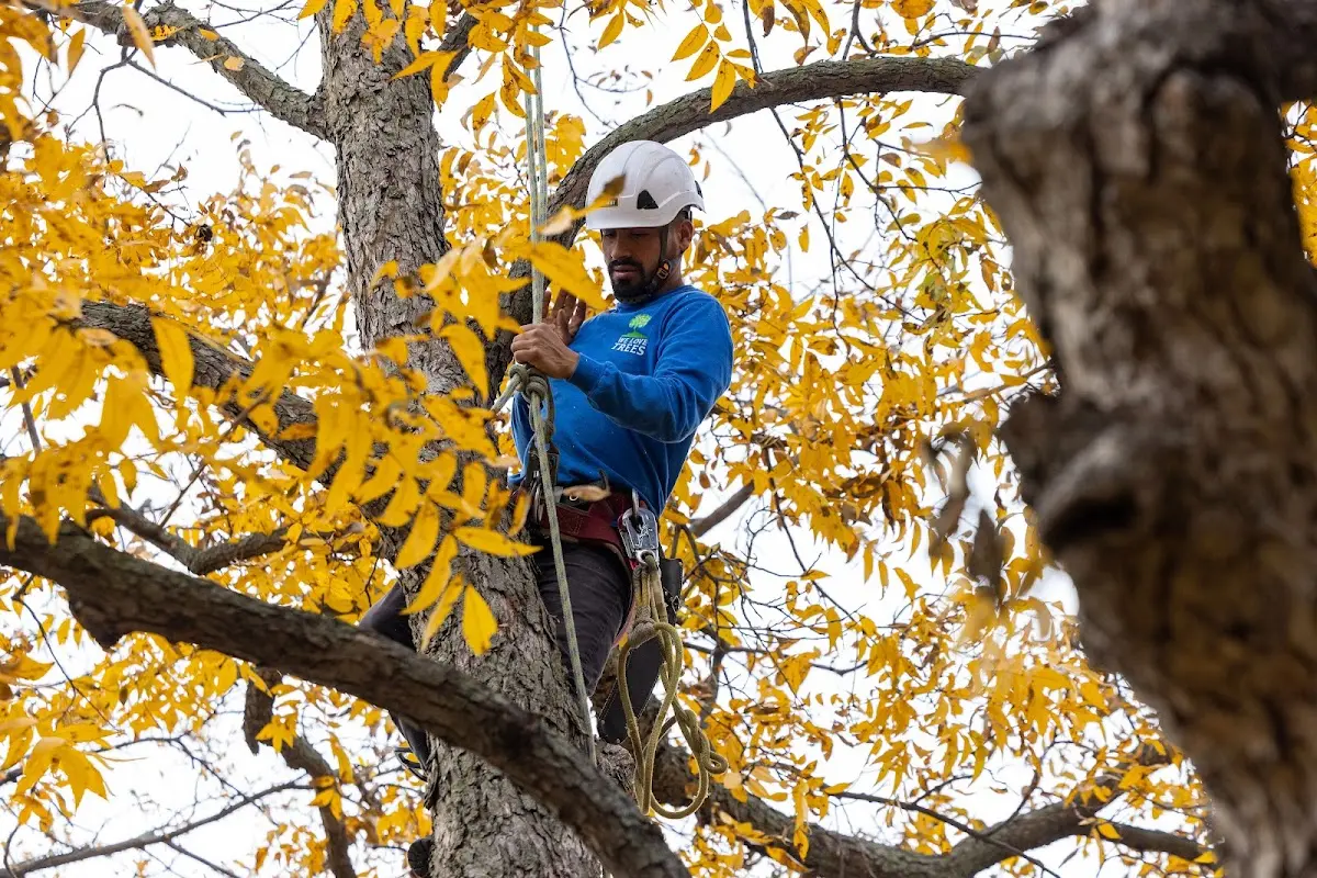 Skilled Tree Planting crew working in Glenmont